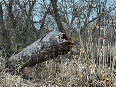A tree that has been chewed at the base of the trunk by a beaver and made to fall.