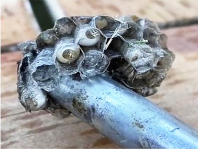 A small wasp nest built around a metal rod.