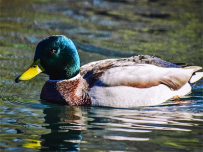 A mallard duck on a lake.
