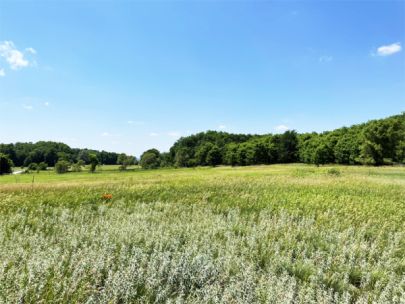 A grassy sand prairie on a bright, clear skies day.