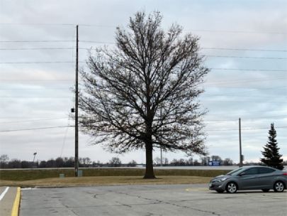 A lone tree that does not have any leaves on it. 