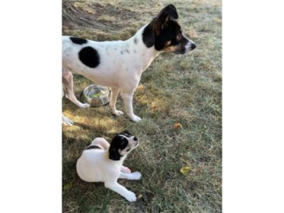 A white dog with black spots standing next to its offspring with similar coloring. 