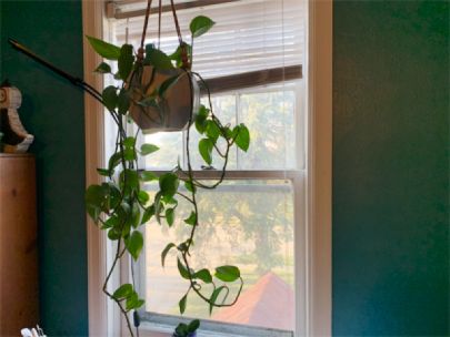 A hanging house plant with vine-like structures.