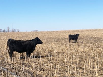Black cows standing in a harvested corn field.