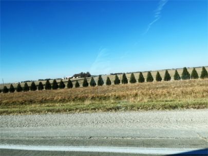 A row of coniferous trees along a field. 
