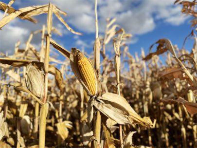 An ear of corn on a golden brown corn stalk in a field of golden brown corn stalks. 