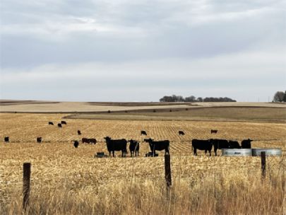 Black cows grazing in a field that has been harvested.