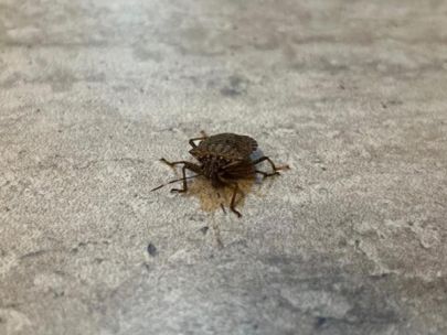 A close up view of a stink bug on a countertop.