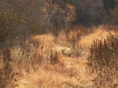 A brown coyote standing in an area with tan grasses and trees with brown leaves. 