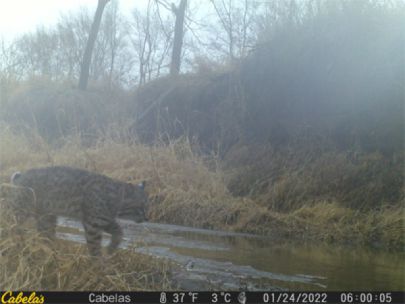 A bobcat hunting near a stream.