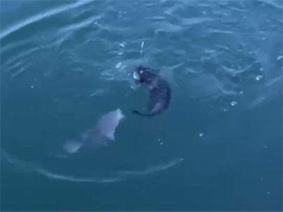 A fish swimming near the surface of a lake with another fish swimming below.