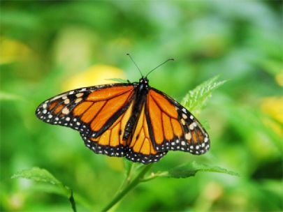 A monarch butterfly resting on a green plant.