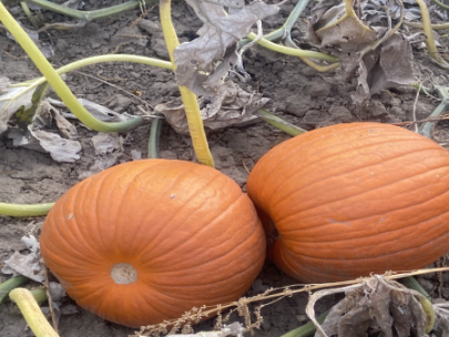 pumpkins in a pumpkin patch