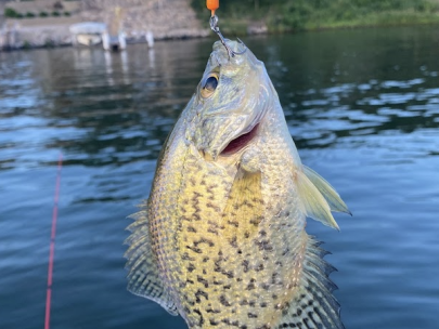 Crappie fish on a lure