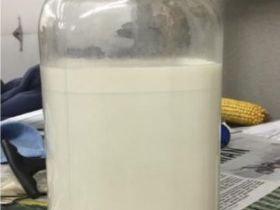 raw milk in a jar showing the seperation of fat 