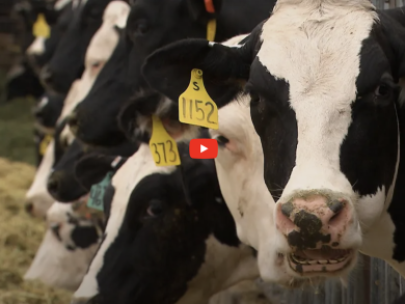 cattle in a cattle yard with ear tags