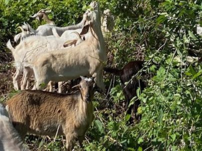 goats eating invasive plants