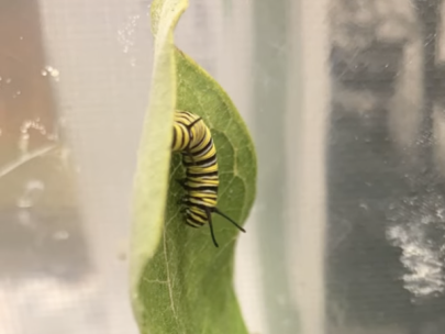 caterpillar on a milkweed leaf