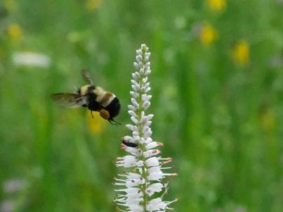 Rusty patch bumble bee on a flower