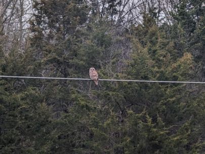 barred owl