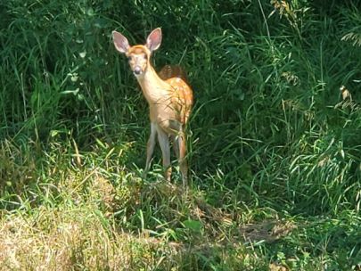 Hiding fawn