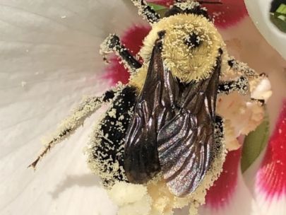 Bee covered in pollen