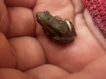 Chorus frog held in the palm of a hand