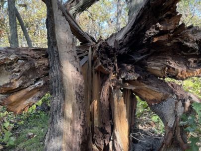 Tree damaged from strong tornado winds