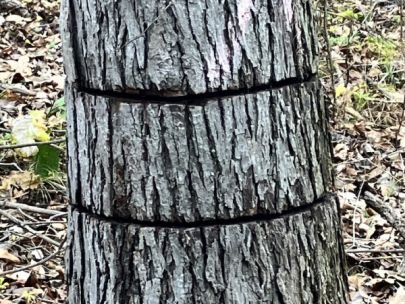 Two cuts into the bark of a tree