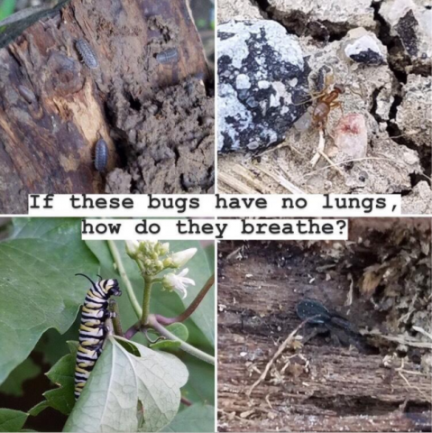 Image showing pillbuts, ants, a caterpillar, and a spider.