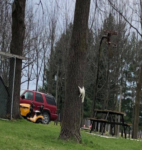 Image of albino squirrel on a tree.