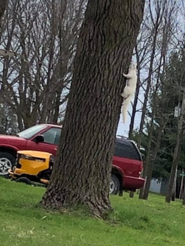 Image of an albino squirrel on a tree.