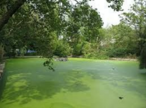 Image of lake covered in green algae.