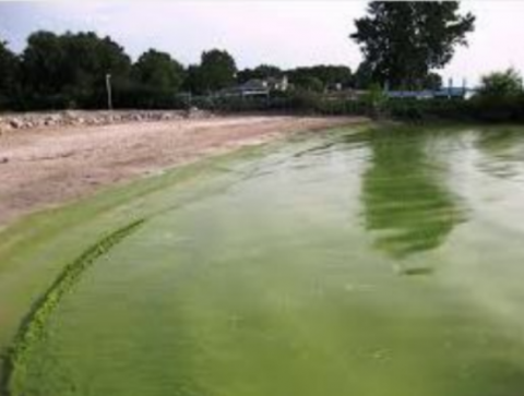 Image of lake covered in green algae.