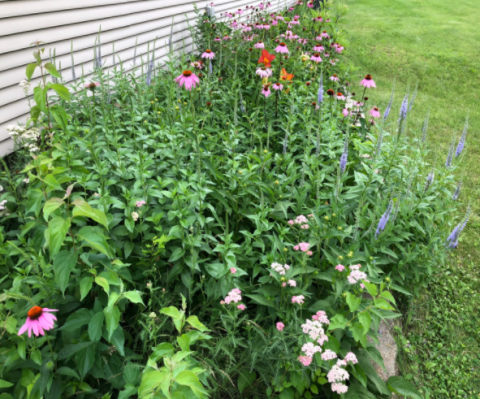 Image of prairie flowers.