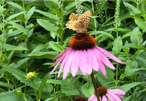 Image of a butterfly on a flower.