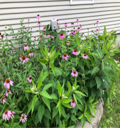 Image of prairie flowers.