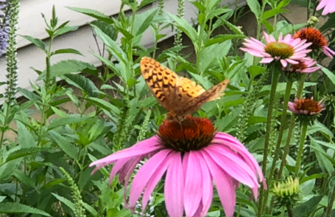 Image of butterfly on a flower.