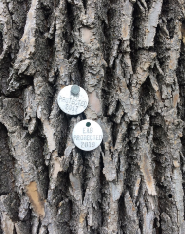 Image of tree with metal tags attached to it.