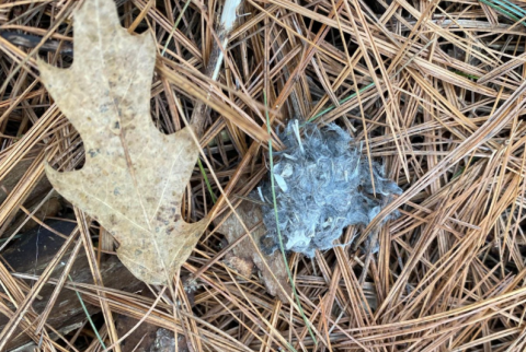 Image of owl pellet next to a leaf.