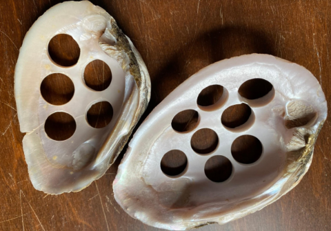 Image of shells with holes punched in them.