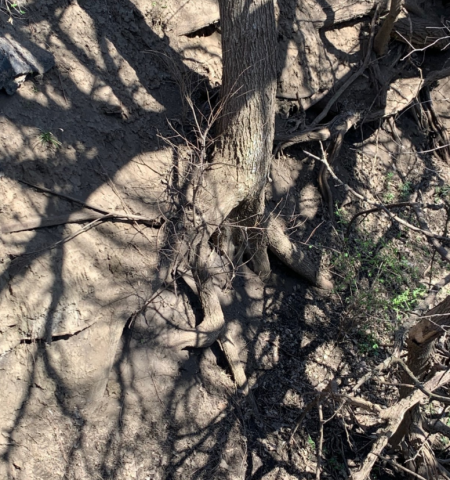 Image of exposed tree roots.